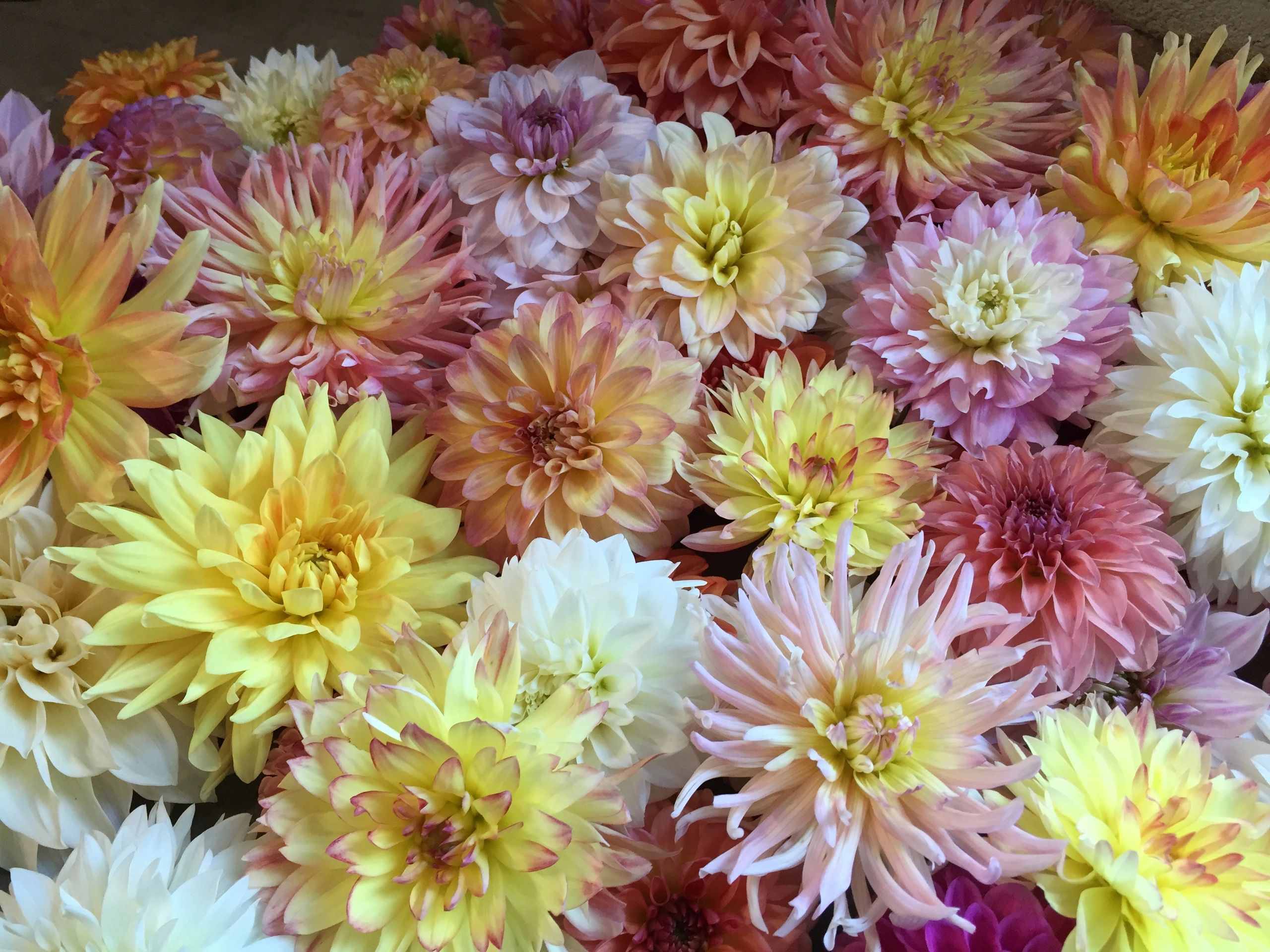 Heat Tolerant Dahlias Garden Bee Flower Farm